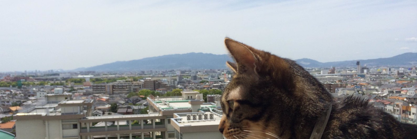 𝐼𝑇𝑀 𝑆𝐾𝑌 𝐶𝐴𝑇 🐈ʟᴏᴜɴɢᴇ /JGP修行僧's banner