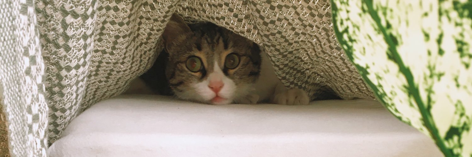 شادی's banner