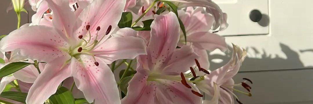 Amanda🌸's banner