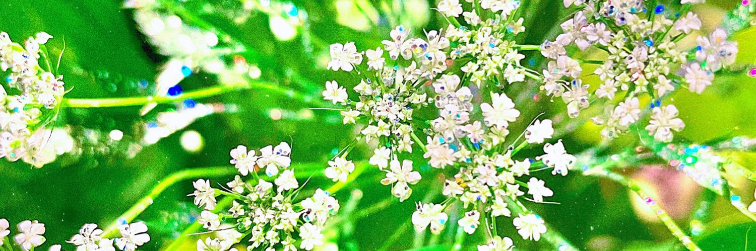坂林佳奈(スパガ)'s banner