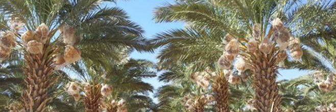 Salem Mashkour's banner