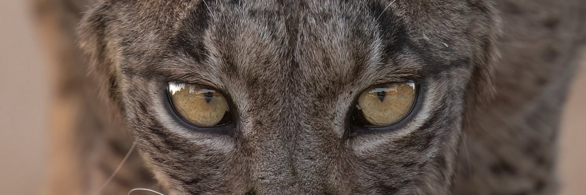 RoxyTheZoologist's banner