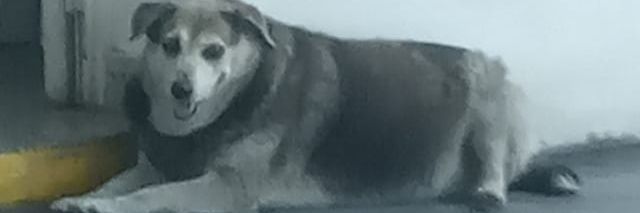 Snow's banner