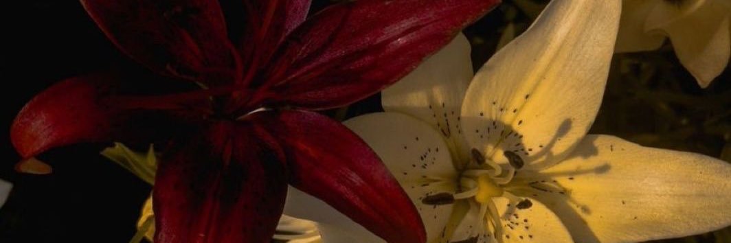 litmas 🕊️'s banner