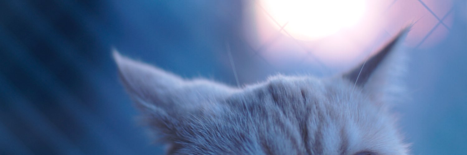 AKI ISHIYAMA's banner
