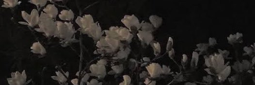 Rosebud🥀's banner