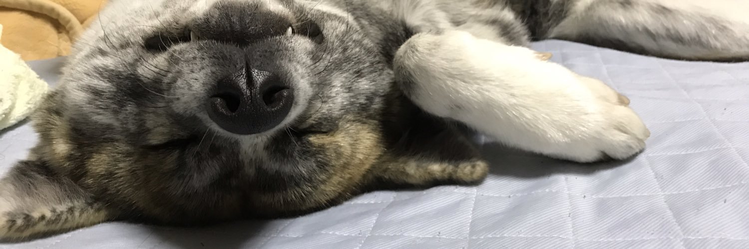 秋田犬 純: Akita Inu Jun's banner