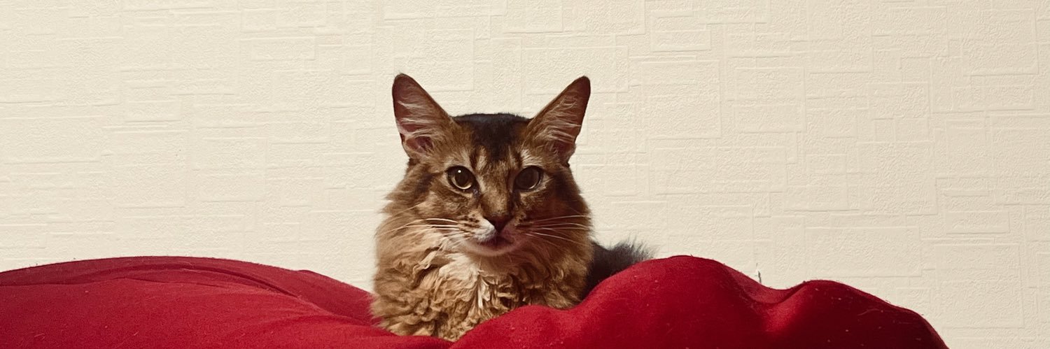 あかねこ。's banner