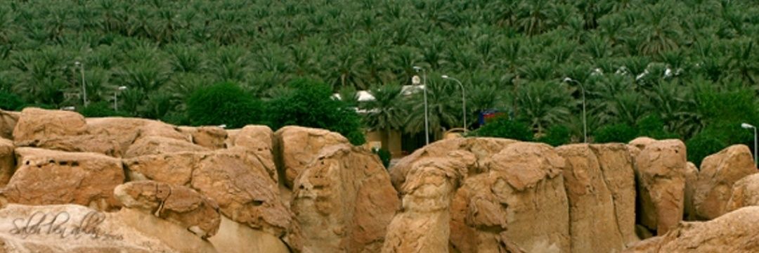 🇸🇦مجلس شـمــــر الأحساء🇸🇦's banner