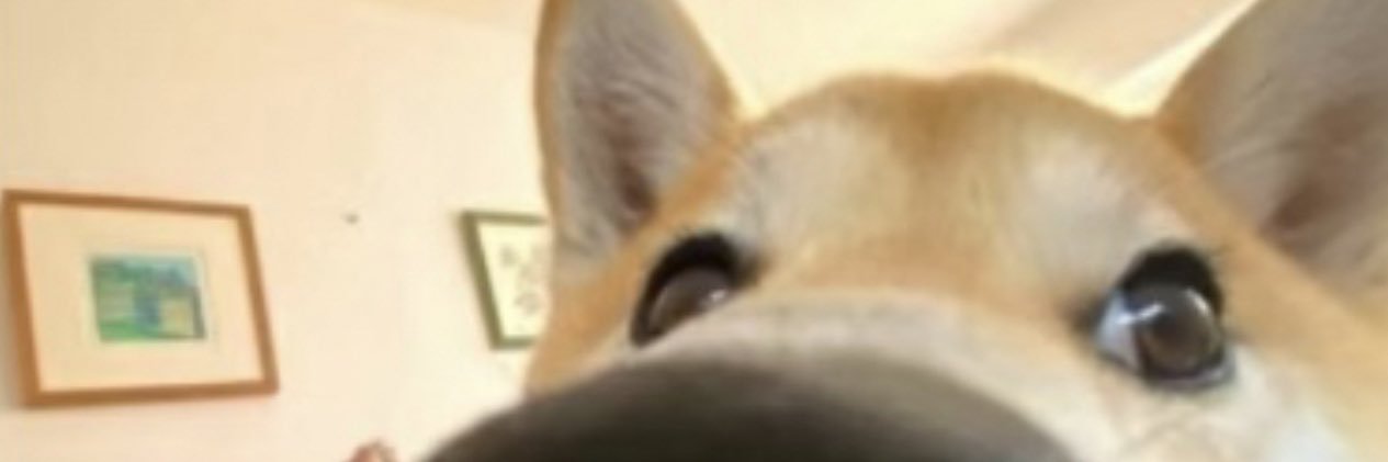 Doge's banner