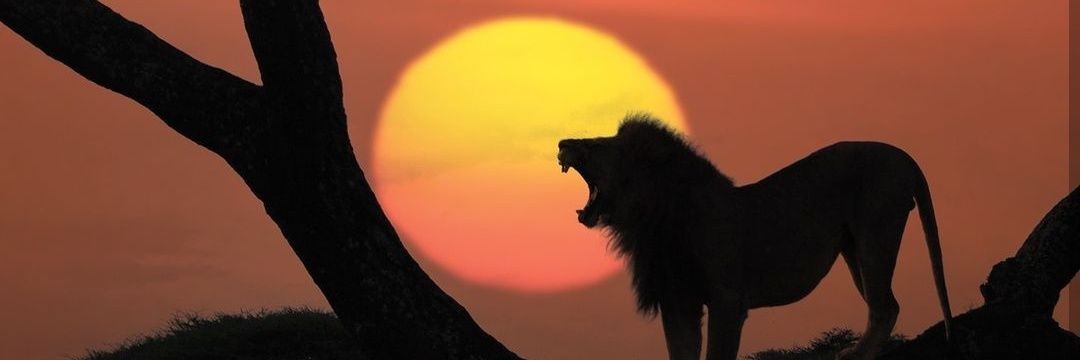 امیرحسین🤴🦁's banner