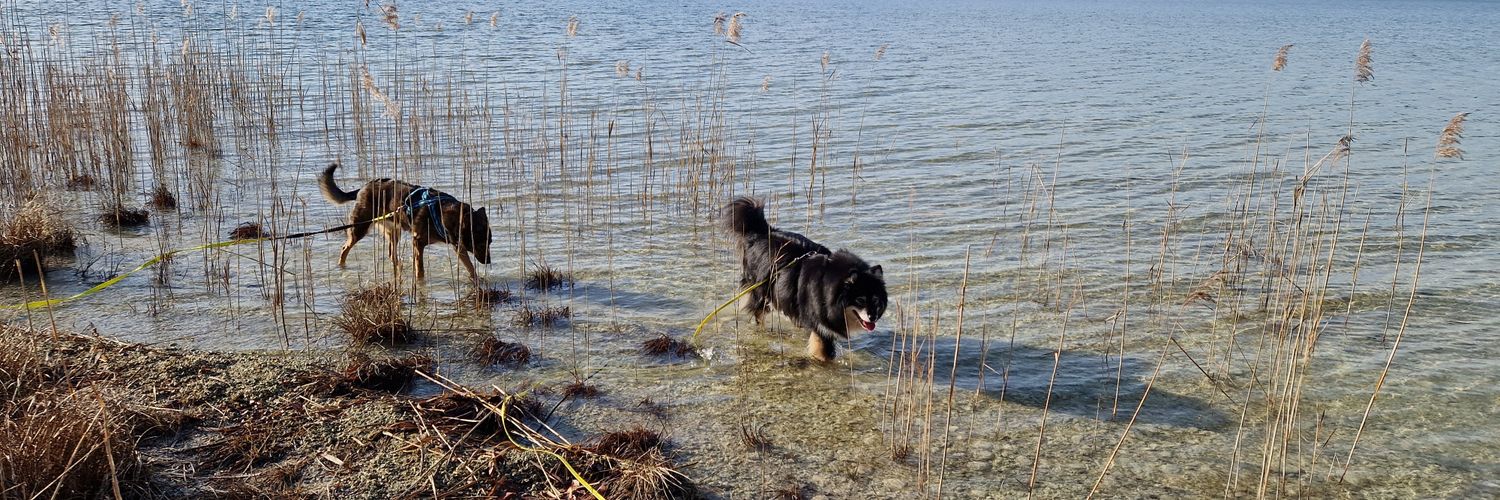 Dogtor Inditiffy Streuner's banner