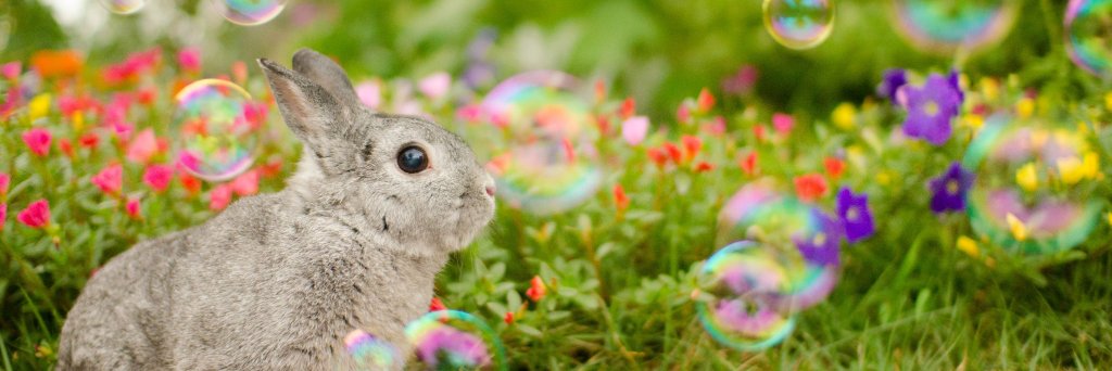 更紗📷🐰's banner