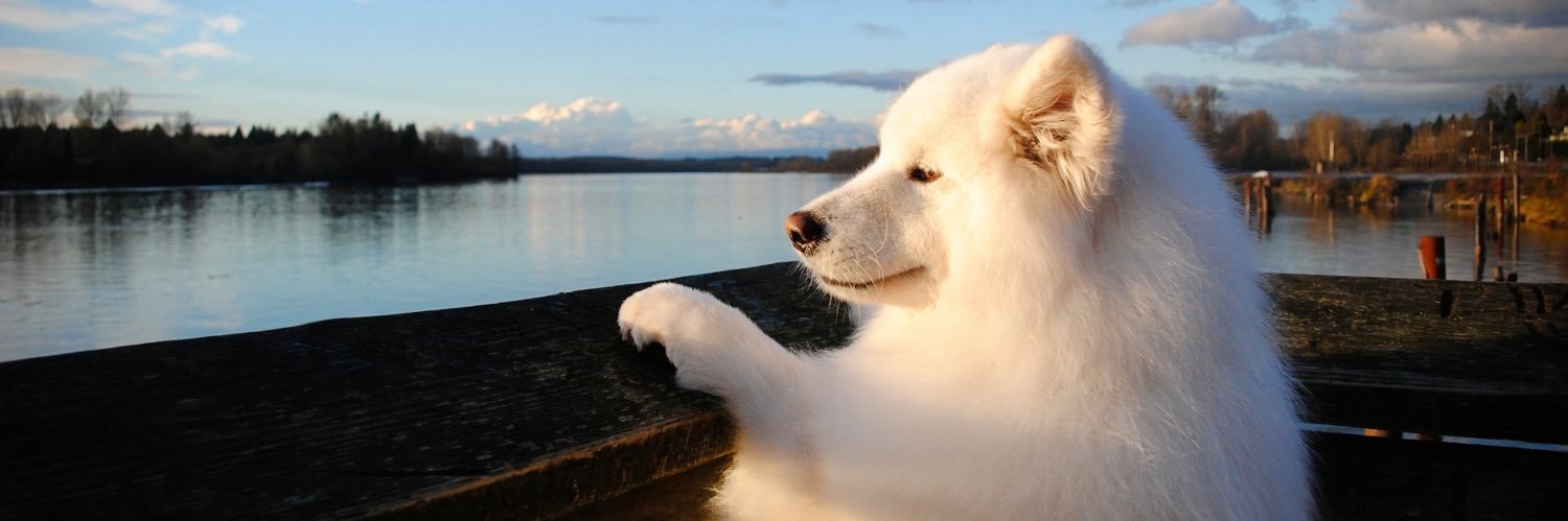 خواهرِ پشمک 🐶's banner