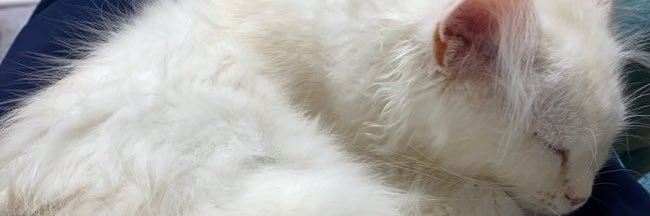 山平 はる(はるぴ)'s banner