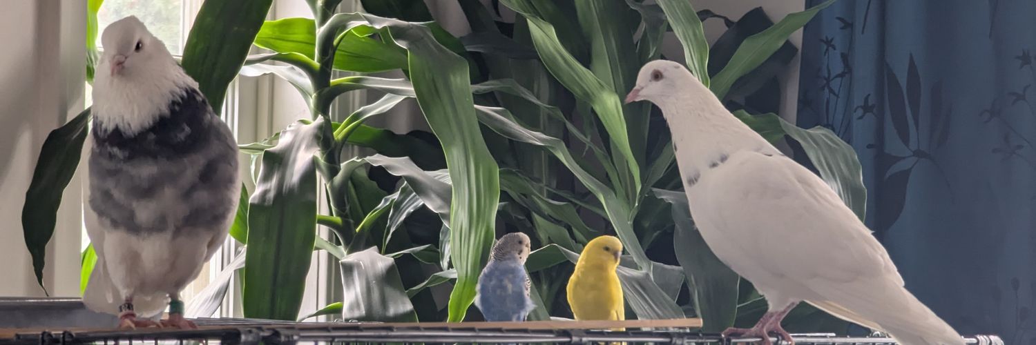 pigeon's banner