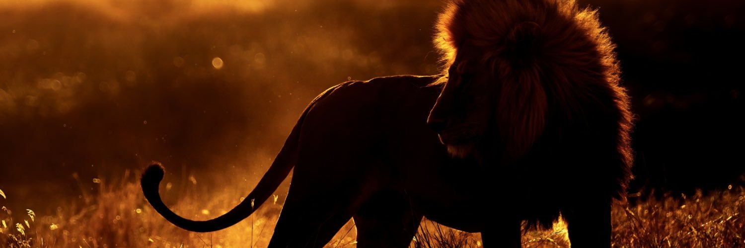 الملك ليو's banner