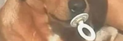 ratapologist1's banner