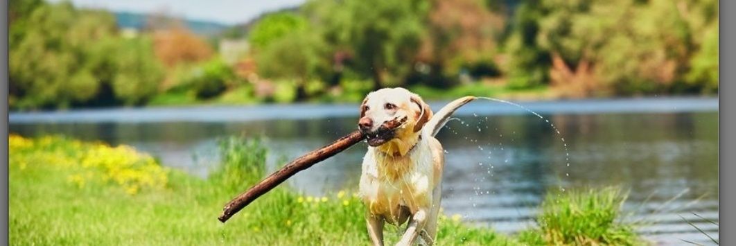 The Labrador Retriever's banner