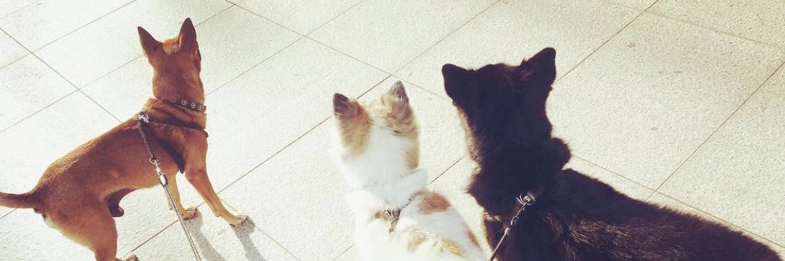 下地正晃 (歌手&老犬介護士)'s banner