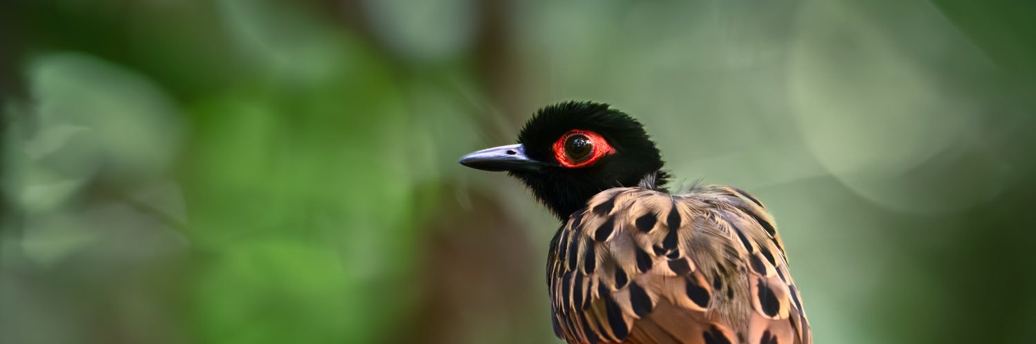Memo Gómez (Fotógrafo de Naturaleza)'s banner