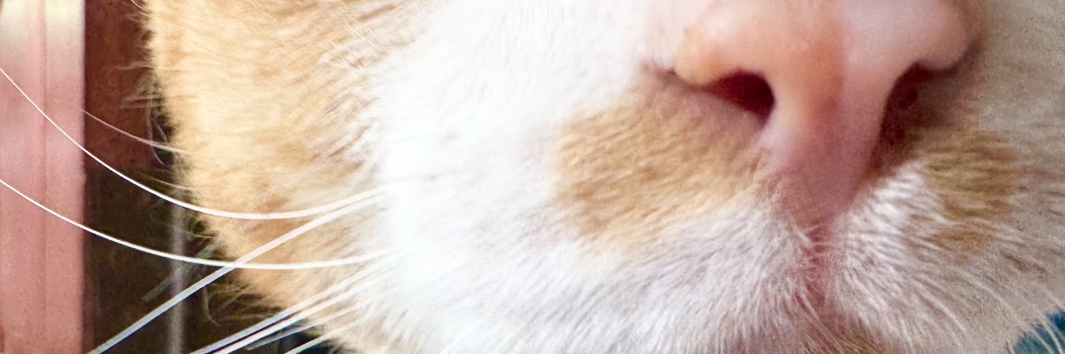 ₍^. .^₎⟆⋆˚🐾˖°ᨐᵉᵒʷ's banner