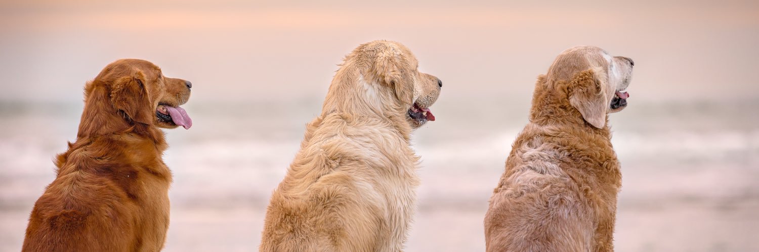 Marianne🌞🐾Ook Blue Sky @marianner.bsky.social's banner