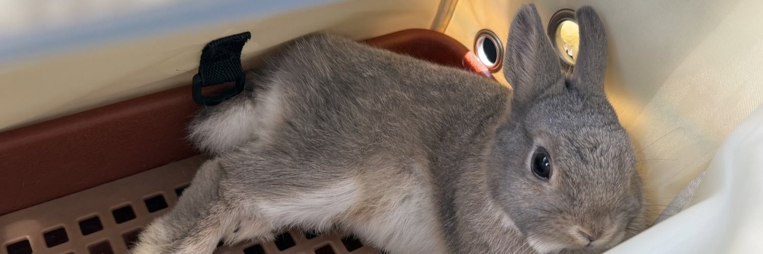 ニーム(ウサギ) モニ(飼い主)'s banner