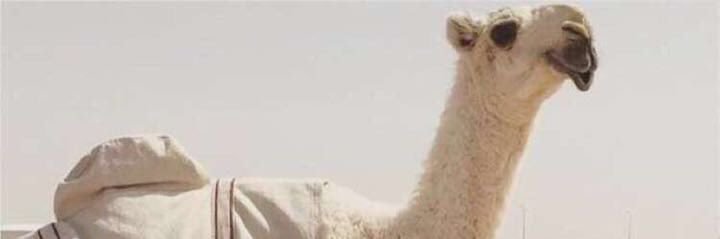 لزام البدوي🐪🫦's banner