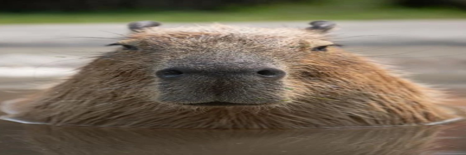 Capybaras's banner