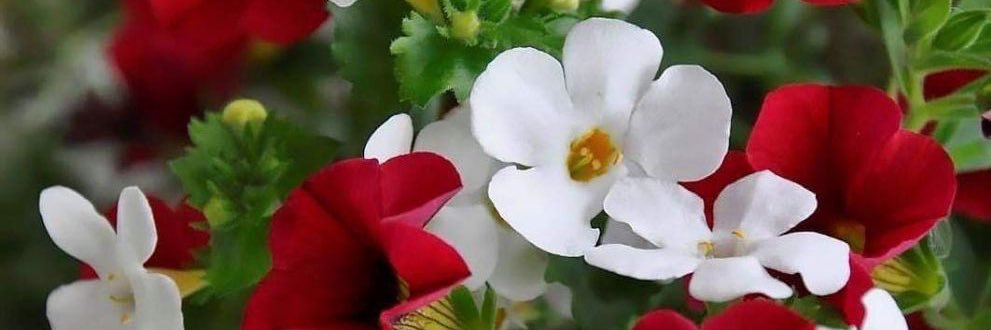 🍃روح الحياة A*Z🍃's banner