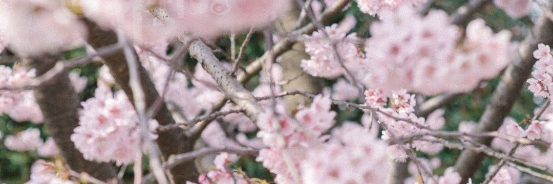 露娜's banner
