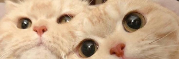 •ᴘɴᴍ ˓♡◞'s banner