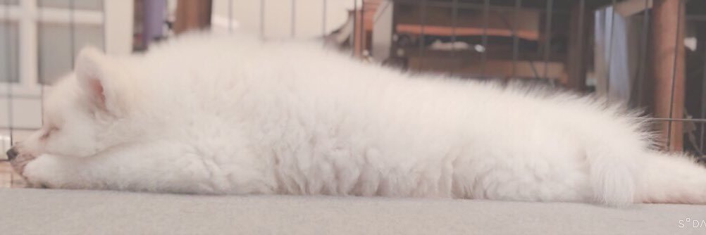 サモエドのソラン soran the samoyed's banner