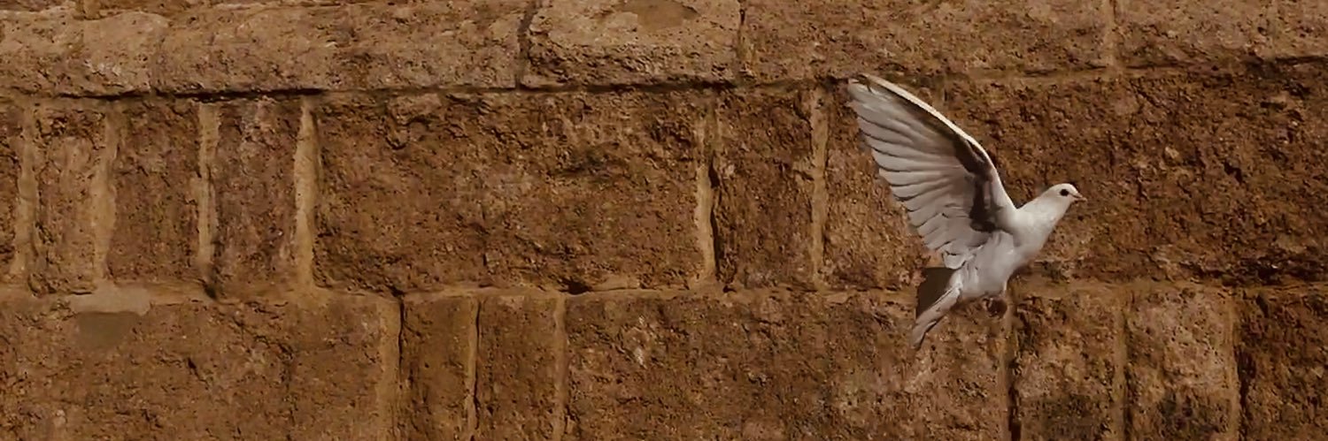 Maan Habib - معن حبيب's banner