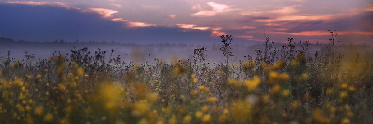 Avi's banner