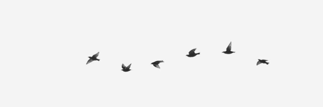 abby 𓅪's banner