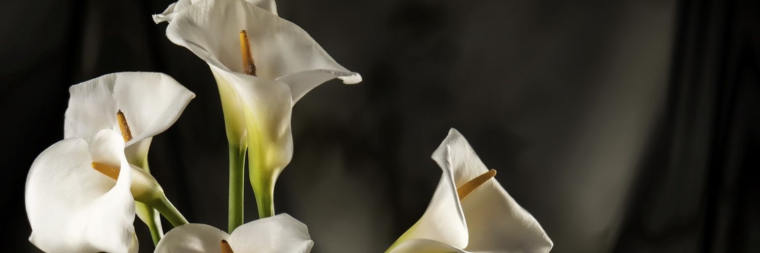 Daphny's banner