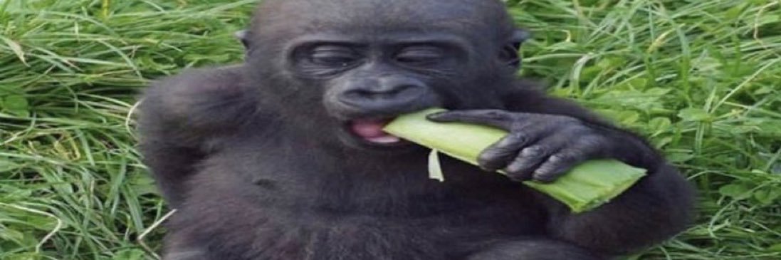 baby gorilla's banner