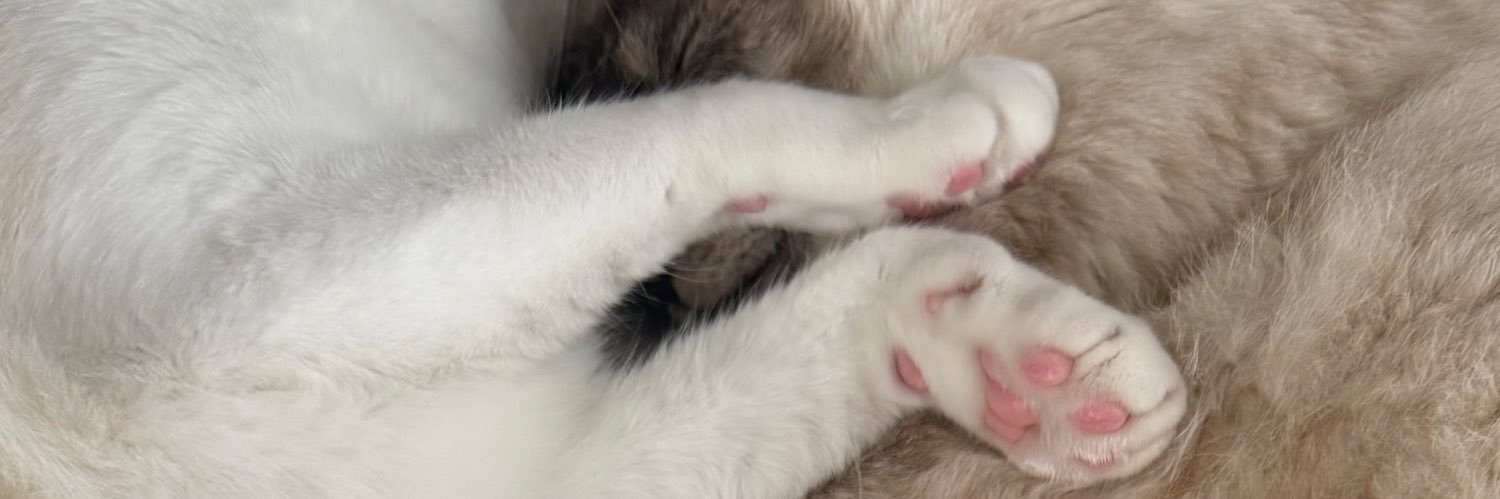 ねこたの日常🐈🐾's banner