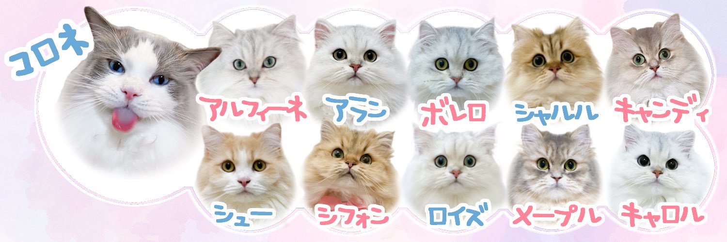 コロネとモフモフにゃんず's banner