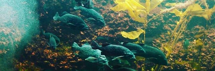 Analogfish/佐々木健太郎（Kentaro Sasaki）'s banner