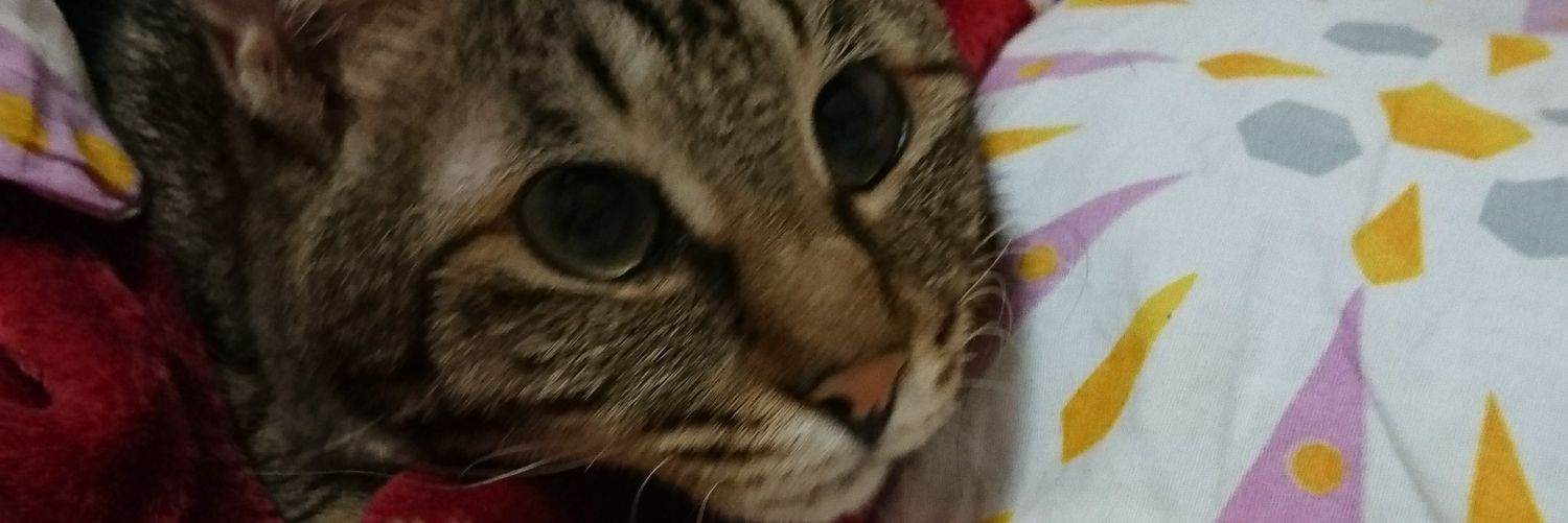冬猫's banner