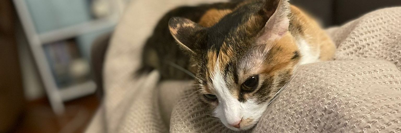 Animal Love Only Good Vibes 🐾's banner