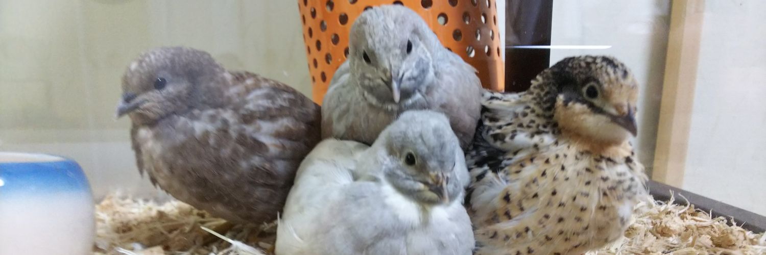 うずらの飼い主。's banner