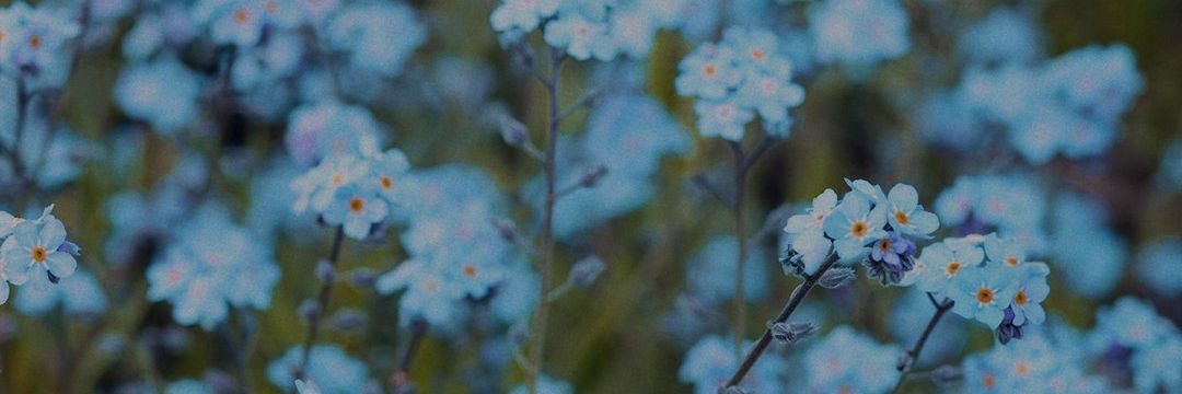 Sousumii 🌸 COMMS OPEN's banner
