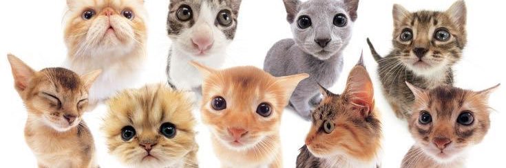 tabbi's banner