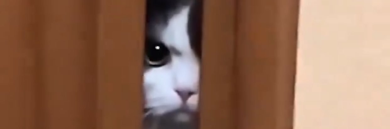 Shub's banner