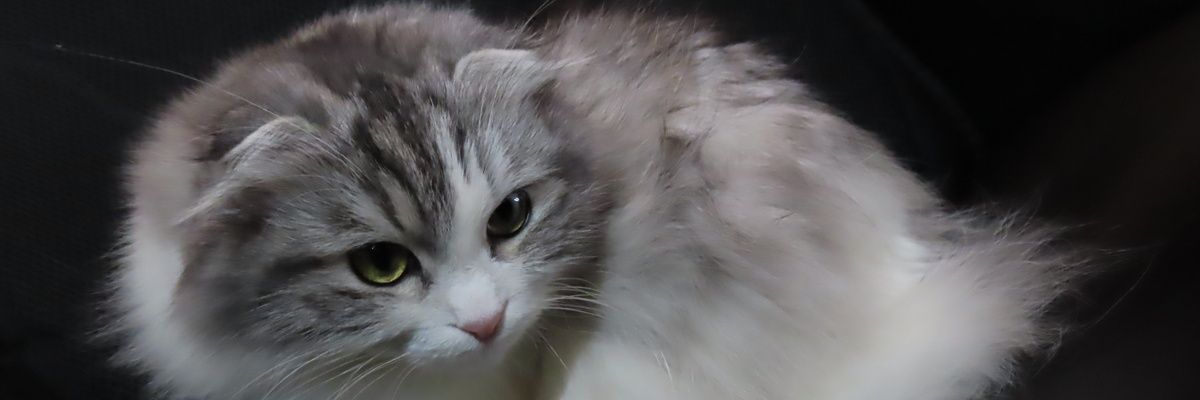 Kishiwa.M's banner