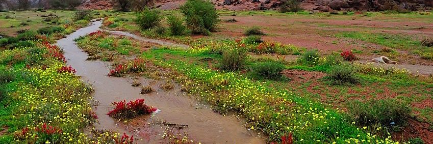 عادل المسمار's banner